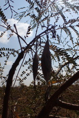 Peltophorum africanum