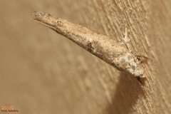 Zelleria oleastrella