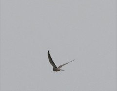 Falco amurensis