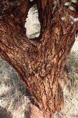 Peltophorum africanum