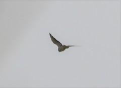 Falco amurensis