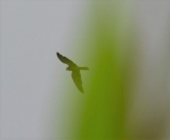 Falco amurensis