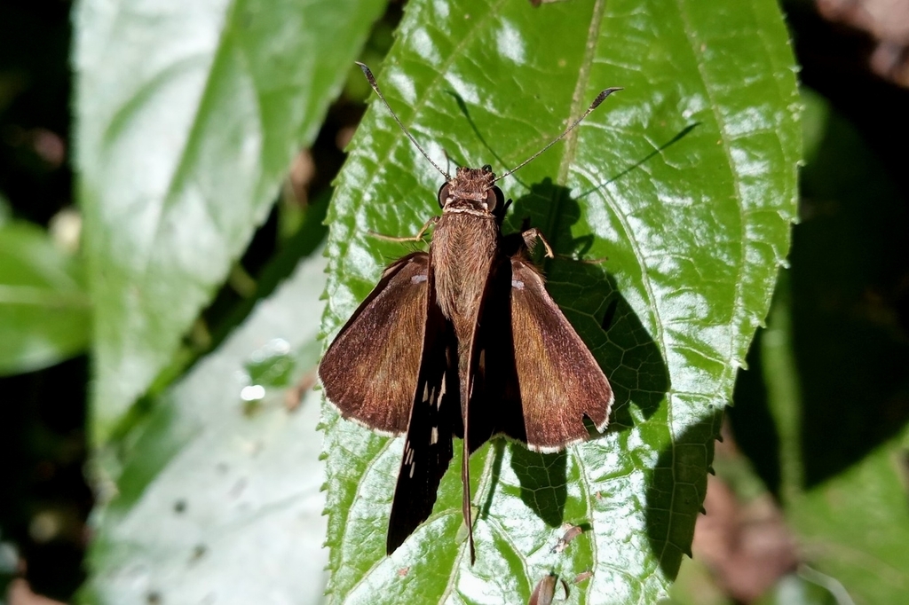 Naevolus orius (Borboletas de Rio Claro, SP) · iNaturalist