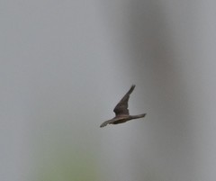Falco amurensis