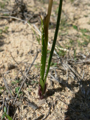 Pauridia curculigoides