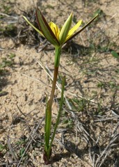 Pauridia curculigoides