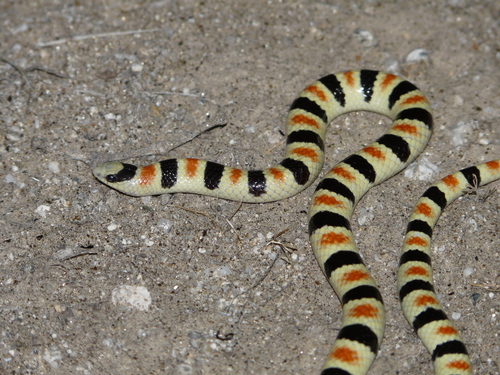 Sonora annulata