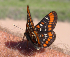 Euphydryas gillettii