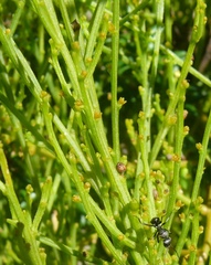 Thesium microcarpum