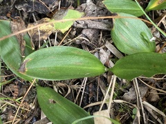 Liparis loeselii