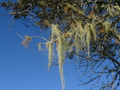 Usnea barbata