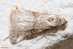 Zebeeba falsalis
