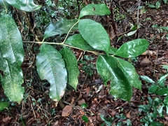 Chionanthus peglerae