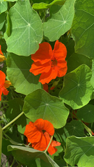 Tropaeolum majus