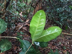Chionanthus peglerae