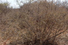 Tarchonanthus camphoratus