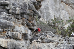 Fregata minor ridgwayi