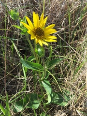 Silphium gracile