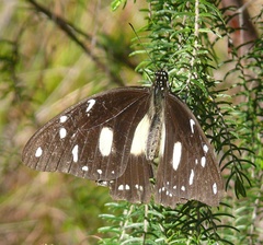 Papilio dardanus cenea