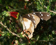 Papilio dardanus cenea