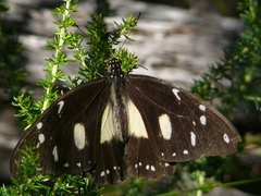 Papilio dardanus cenea