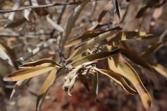 Tarchonanthus camphoratus