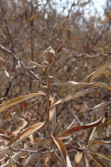 Tarchonanthus camphoratus