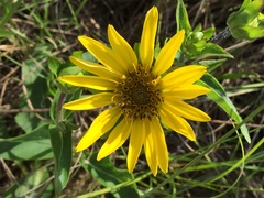 Silphium gracile