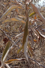 Tarchonanthus camphoratus