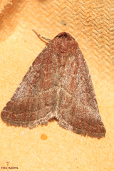 Condica viscosa