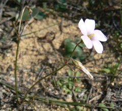 Oxalis lateriflora