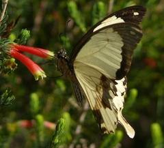 Papilio dardanus cenea