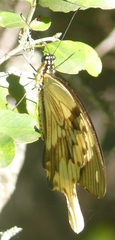 Papilio dardanus cenea