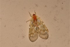 Saccharodite chrysonoe