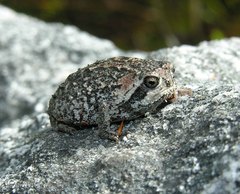 Breviceps montanus