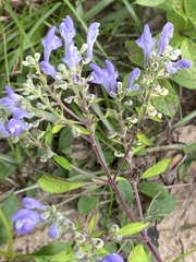 Scutellaria incana