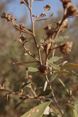 Tarchonanthus camphoratus