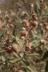 Tarchonanthus camphoratus