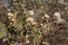 Tarchonanthus camphoratus
