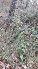 Pentanema squarrosum