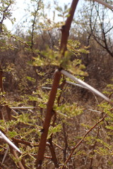 Vachellia tortilis