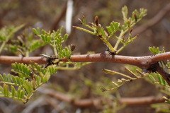 Vachellia tortilis