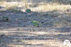 Psephotus haematonotus