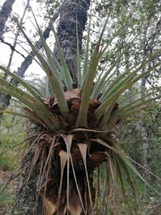 Tillandsia prodigiosa
