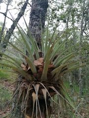 Tillandsia prodigiosa