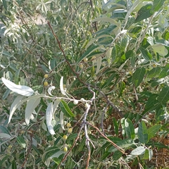 Elaeagnus angustifolia