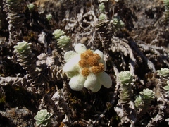 Leucogenes grandiceps