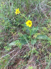 Silphium radula