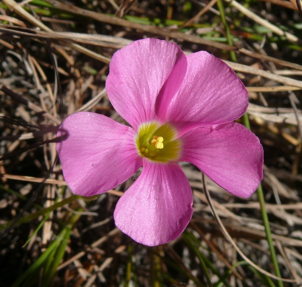 Oxalis psilopoda Turcz.