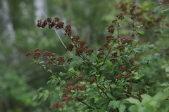 Spiraea media
